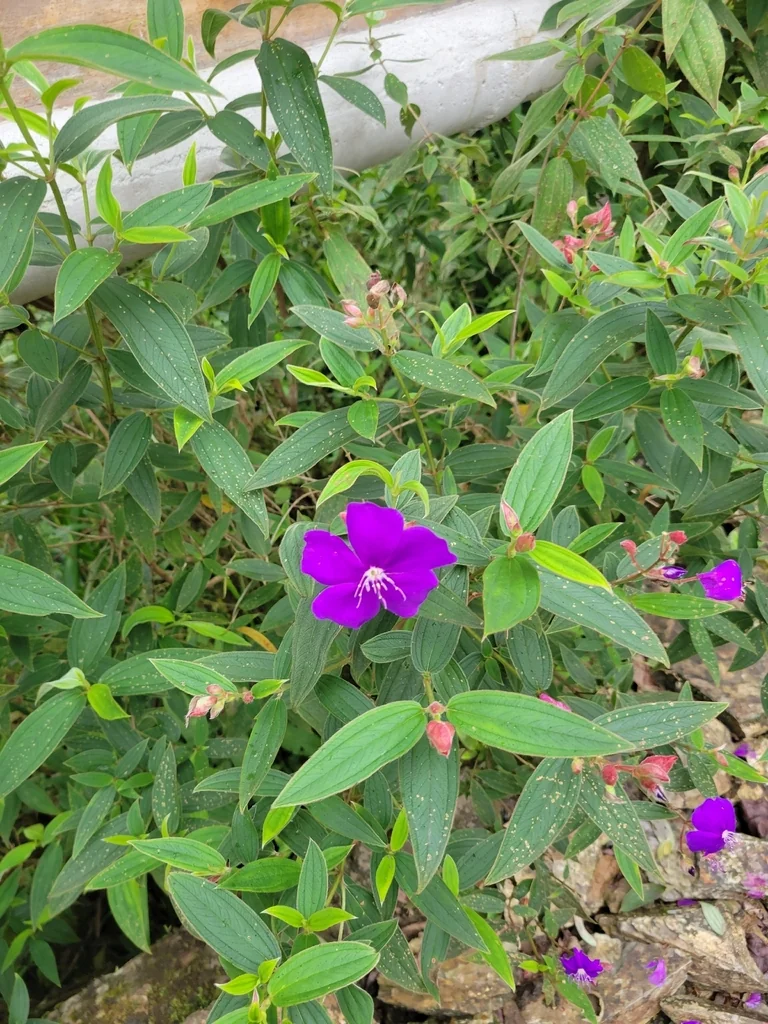 Tibouchina Urvilleana