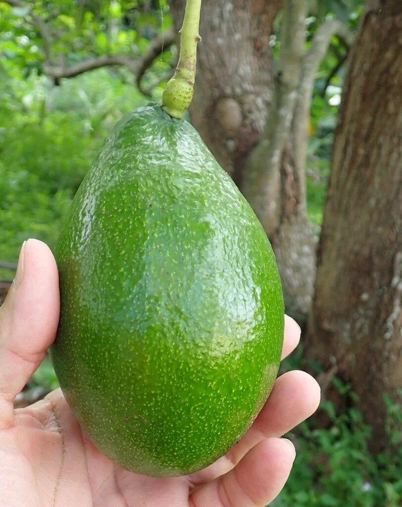 Persea Americana