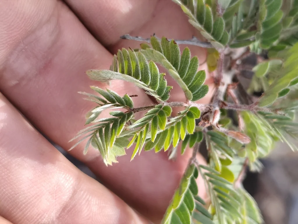 Calliandra Californica