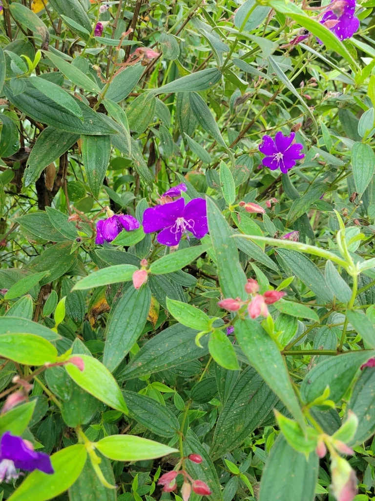 Tibouchina Urvilleana