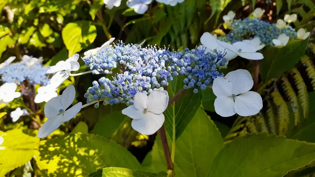 Hydrangea macrophylla