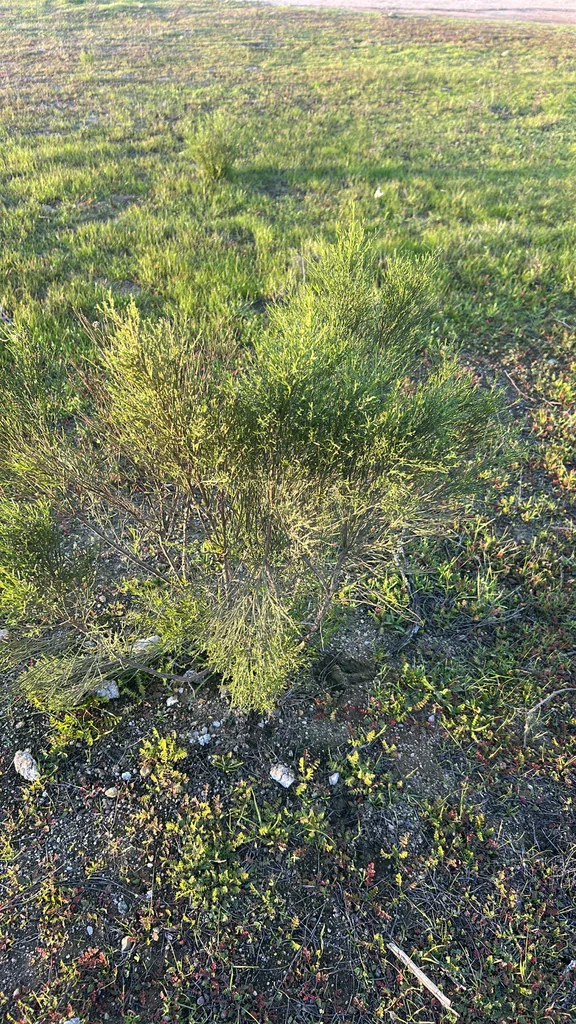 Baccharis Sarothroides