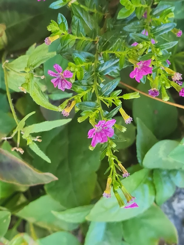 Cuphea Hyssopifolia