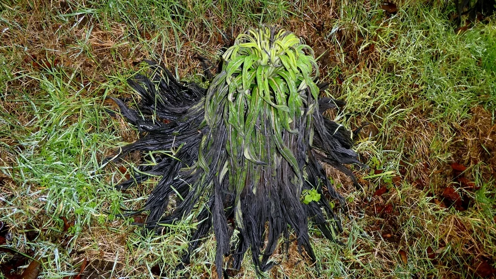 Echium Pininana