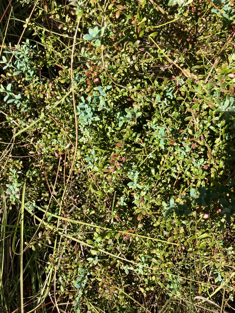 Vaccinium Darrowii