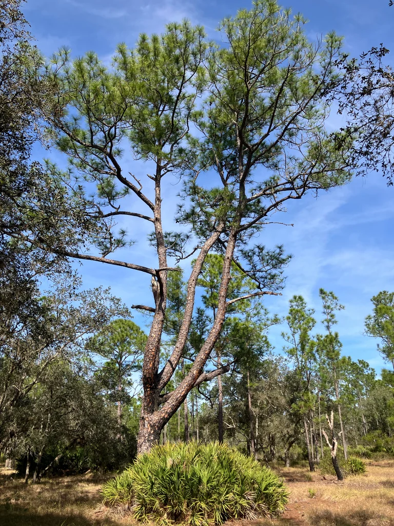 Pinus Elliotii
