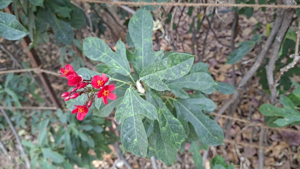 Jatropha Integerrima