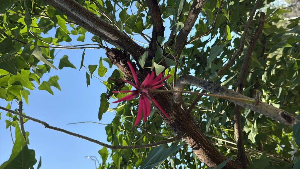 Erythrina Coralloides