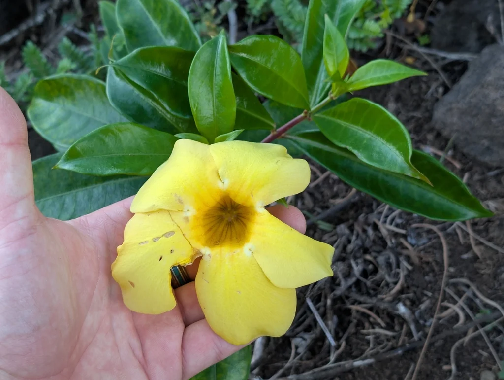 Allamanda Cathartica