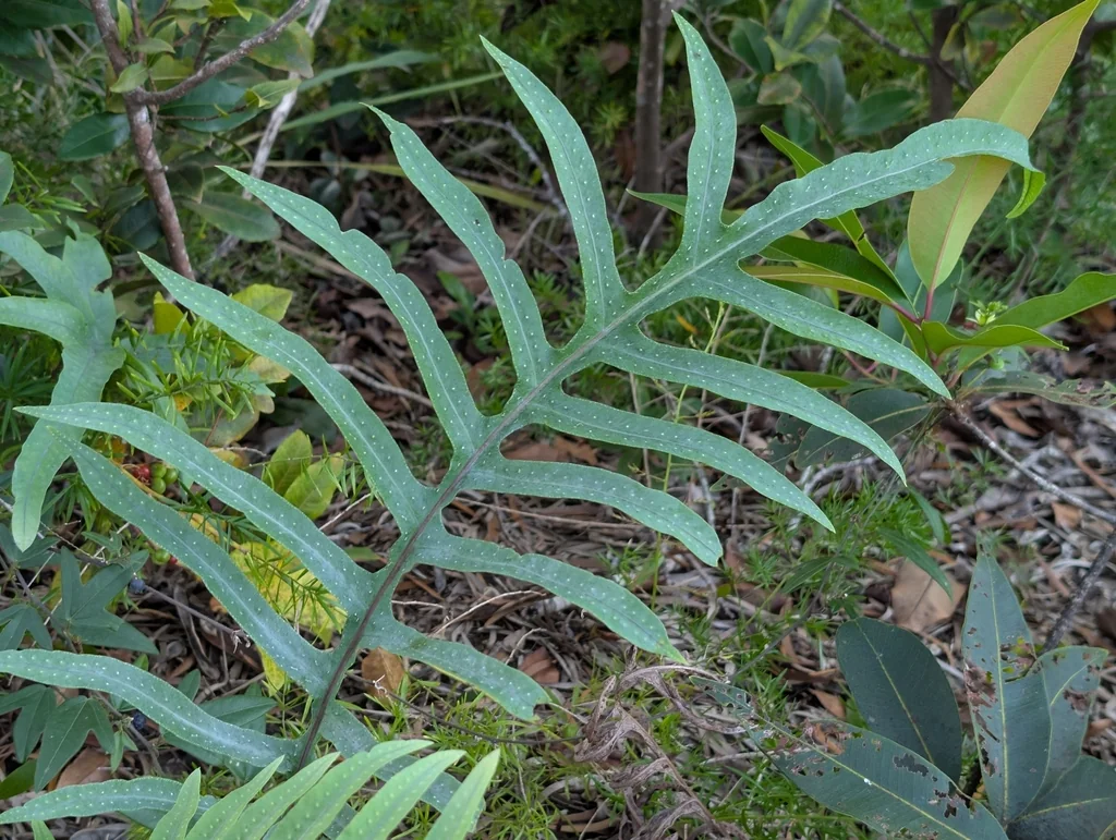 Phlebodium Aureum