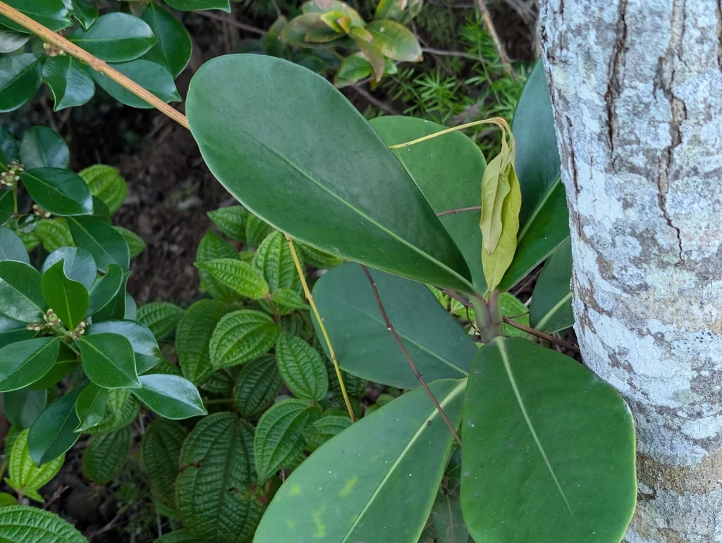 Clusia rosea