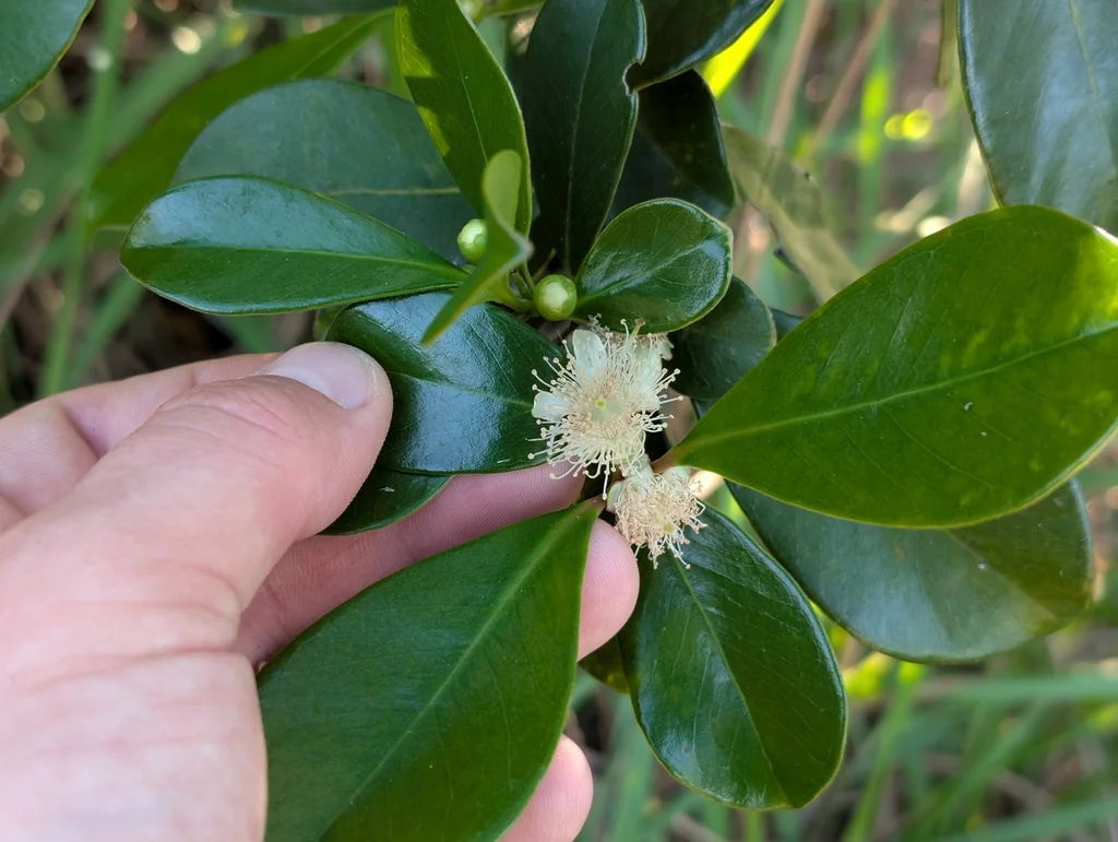 Psidium Cattleianum