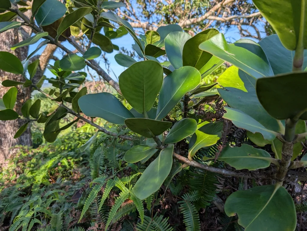Clusia rosea