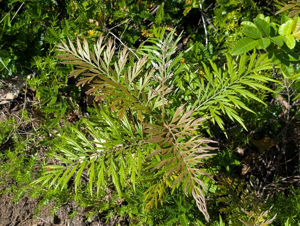 Grevillea Robusta