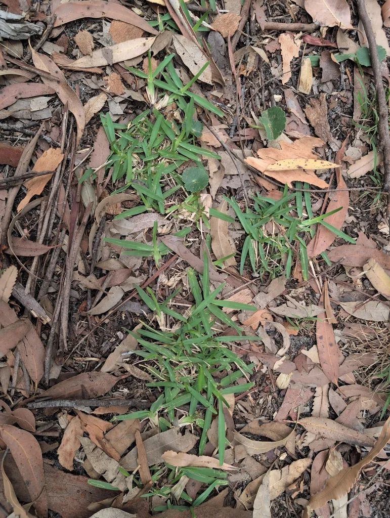 Stenotaphrum Secundatum