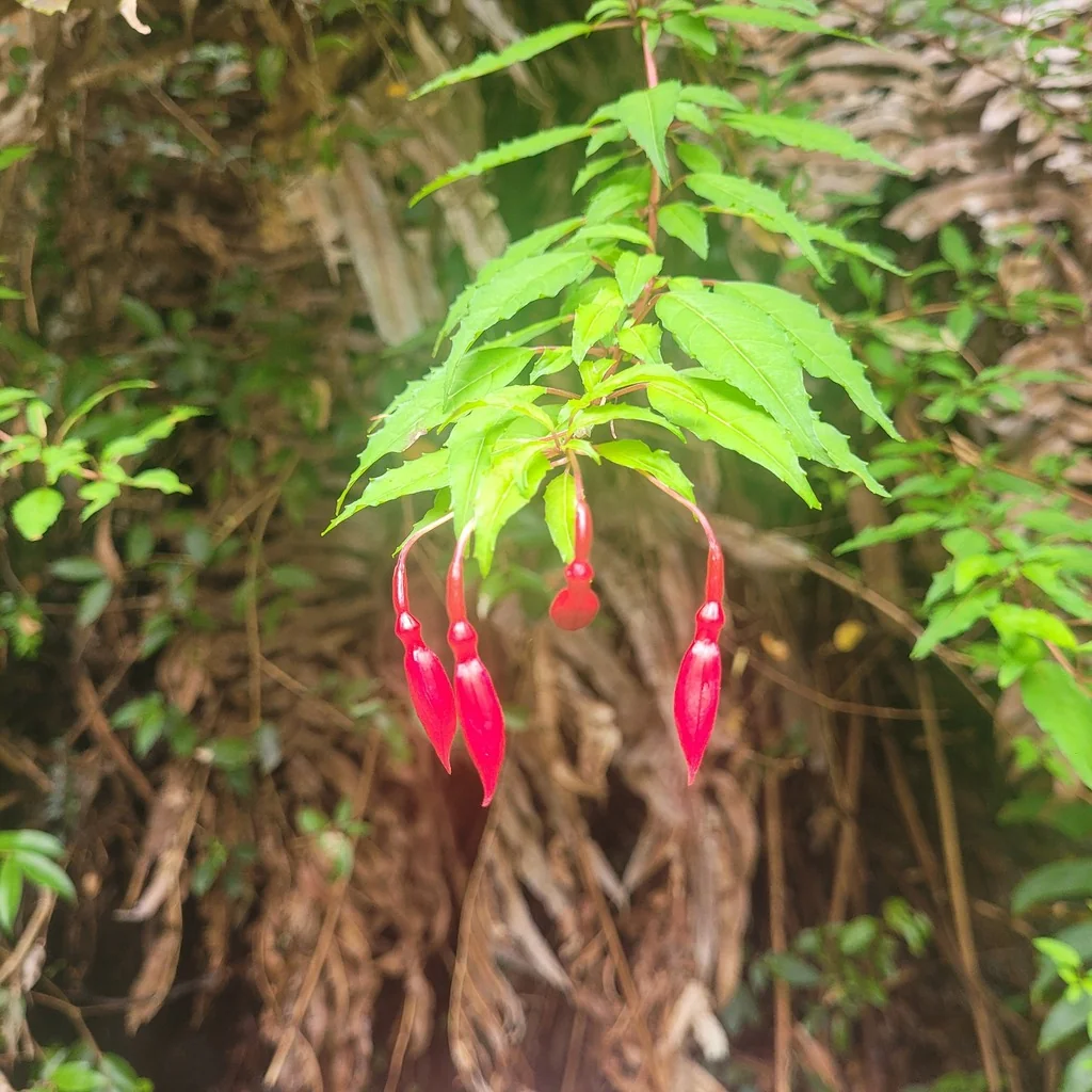Fuchsia Magellanica