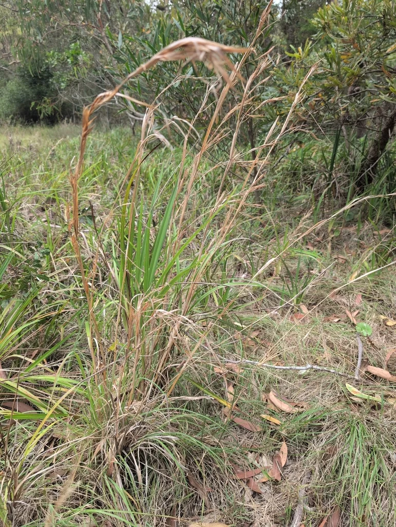 Andropogon Virginicus