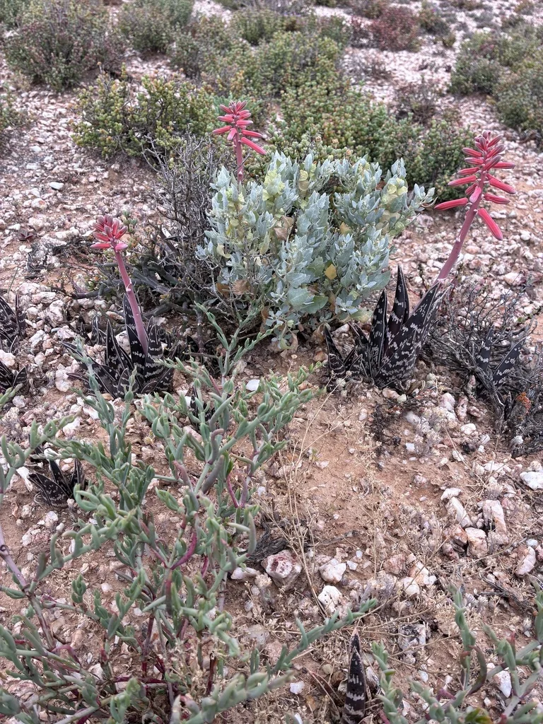 Aloe Variegata