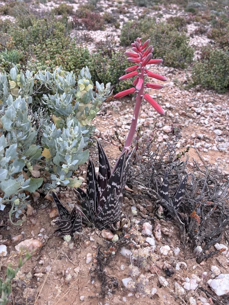 Aloe Variegata