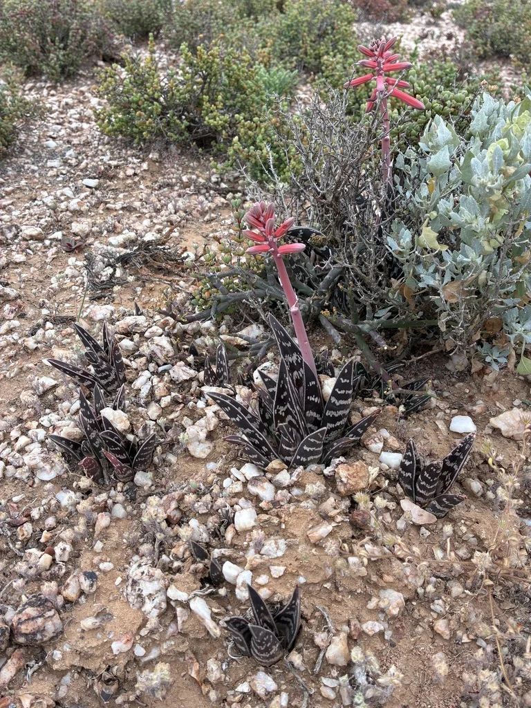 Aloe Variegata