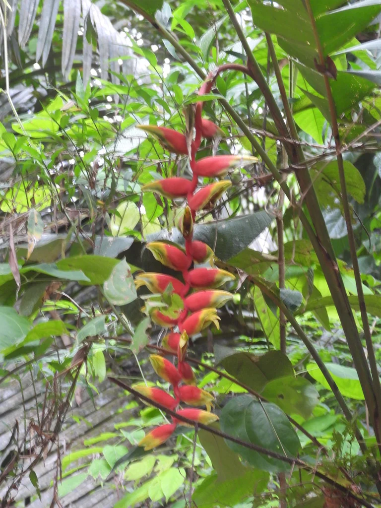 Heliconia Rostrata