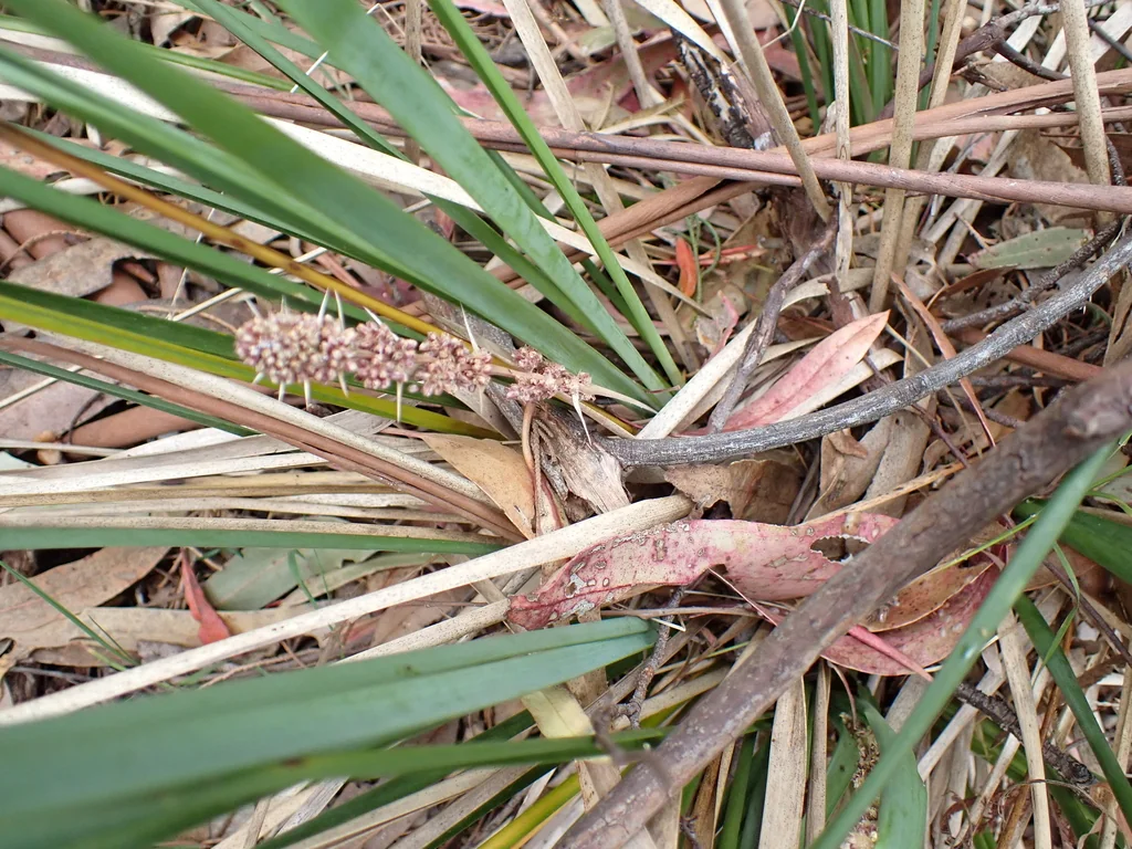 Lomandra Longifolia