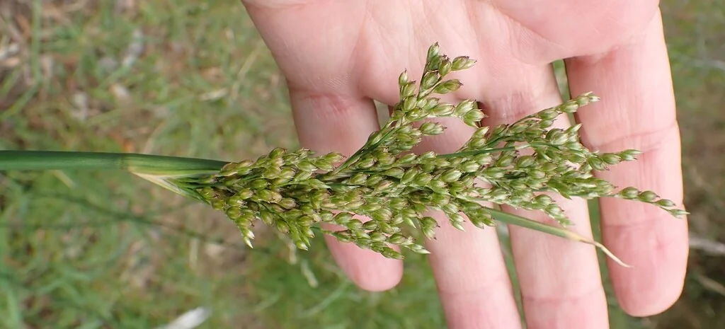 Juncus Pallidus