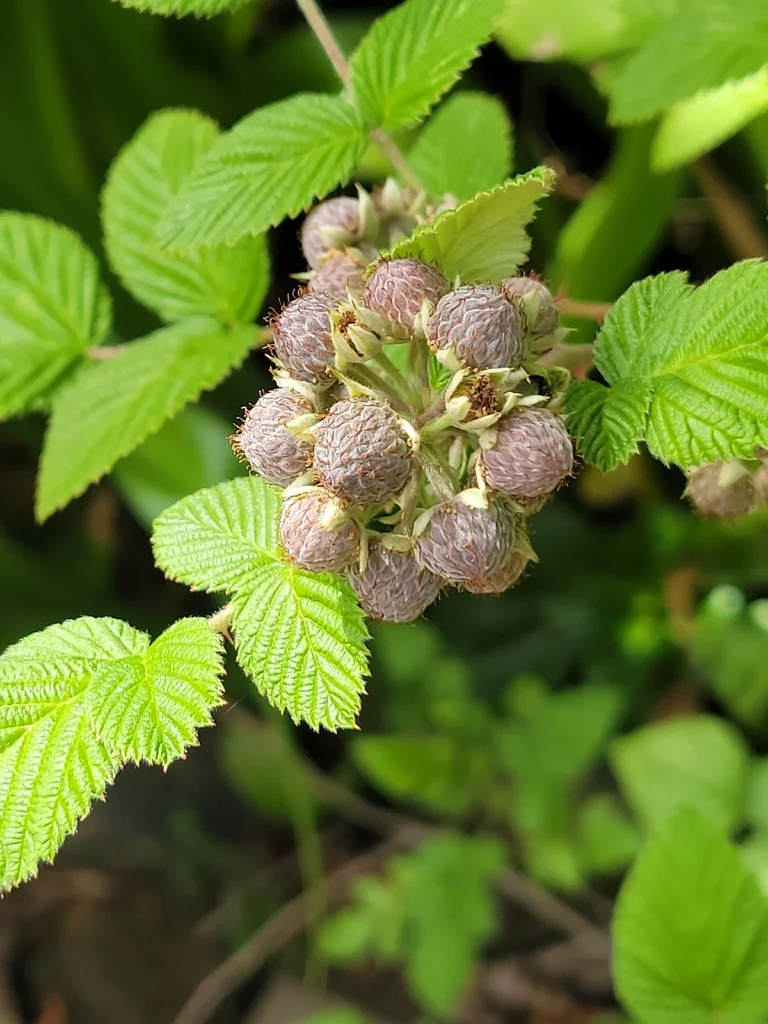 Rubus Niveus