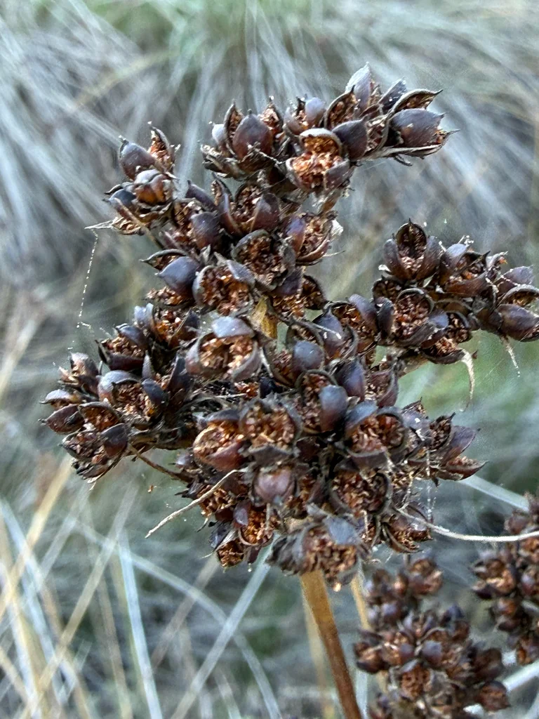 Juncus Acutus