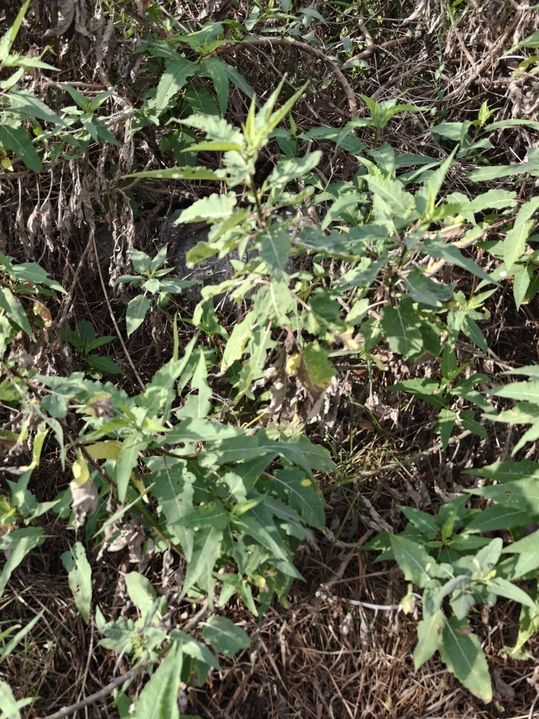 Ambrosia Ambrosioides