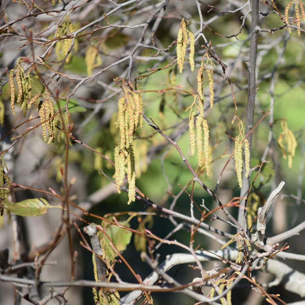 Alnus Rhombifolia