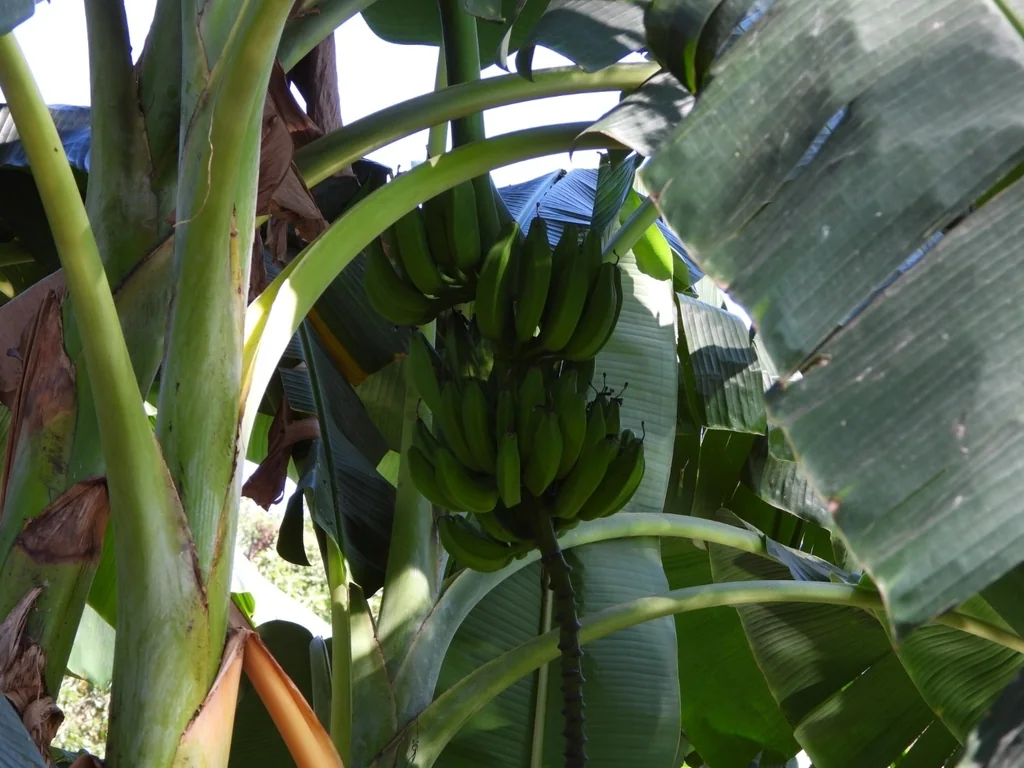 Musa X Paradisiaca