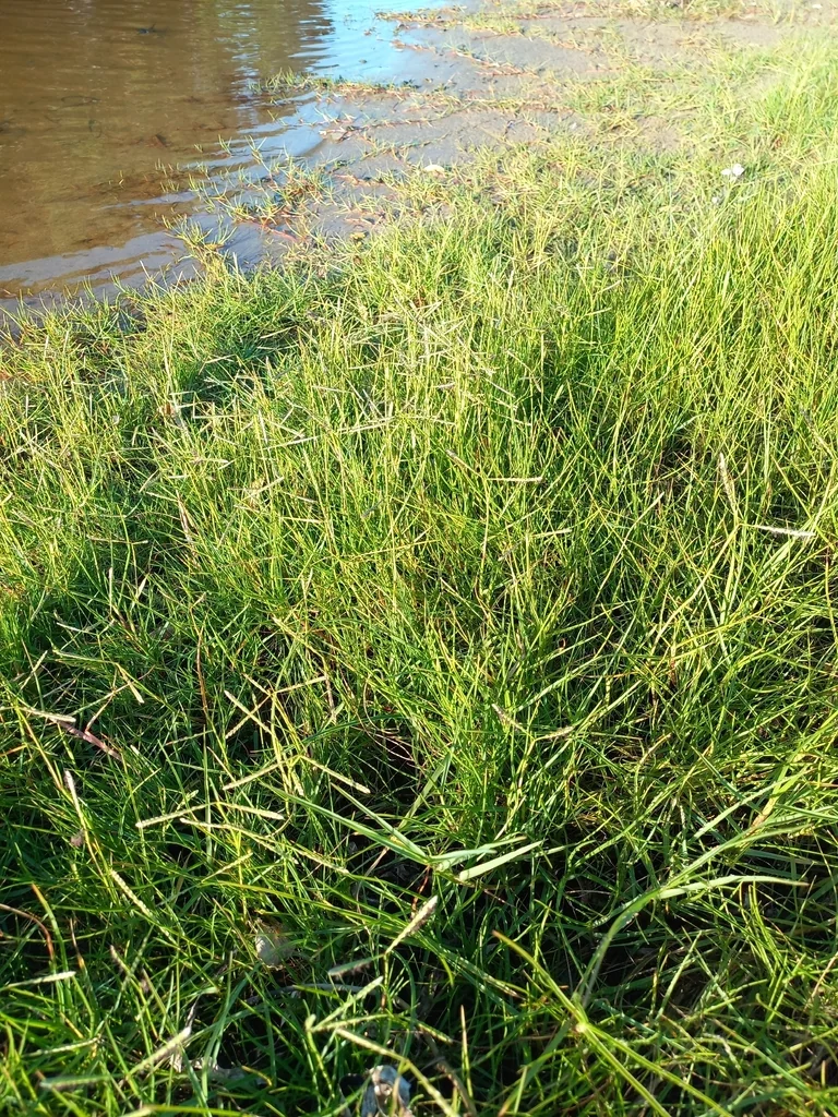 Paspalum vaginatum