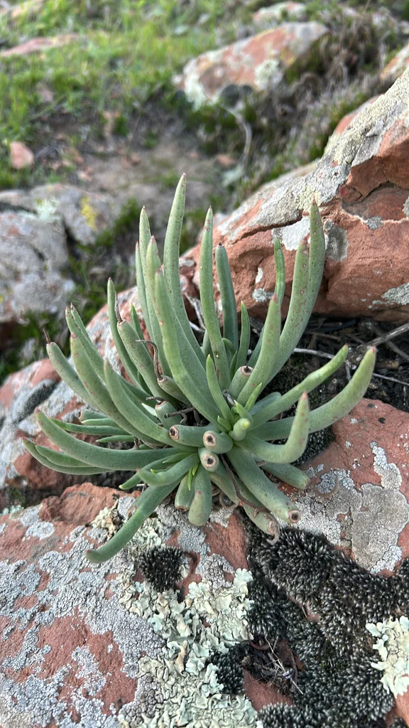 Dudleya Edulis