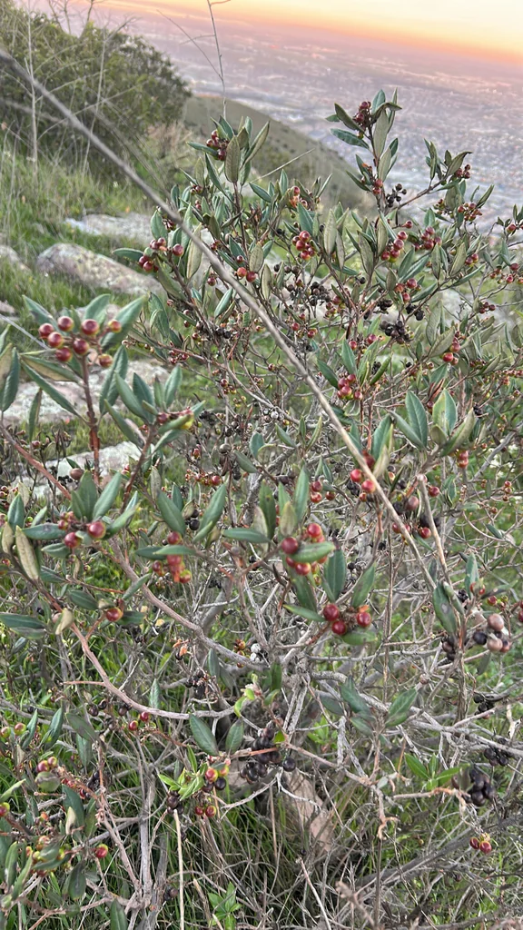 Xylococcus bicolor