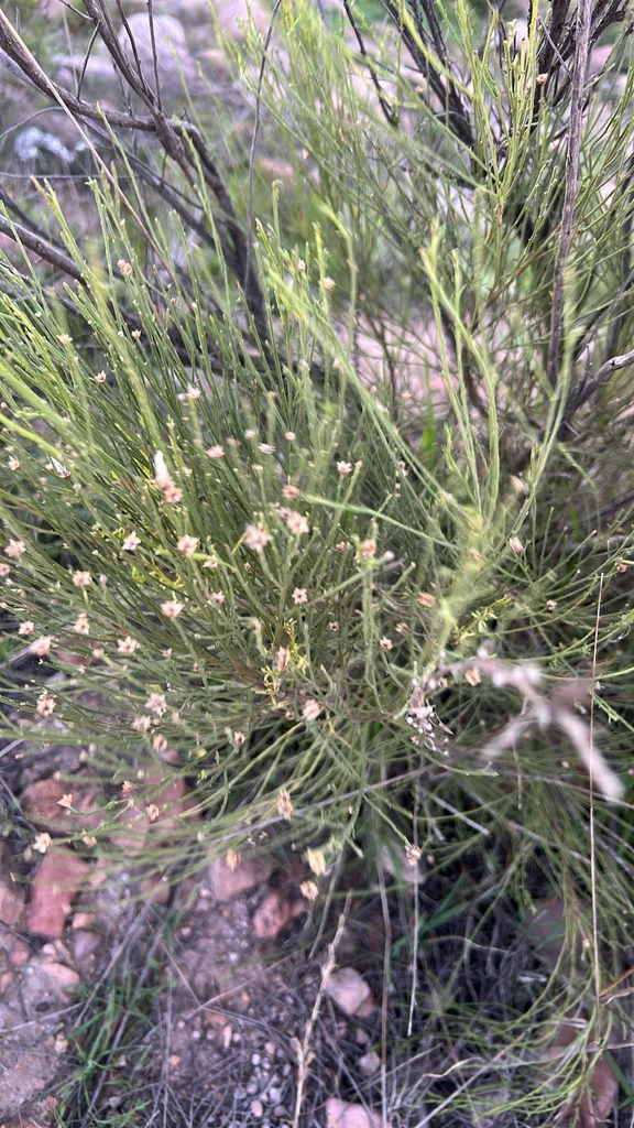 Baccharis Sarothroides