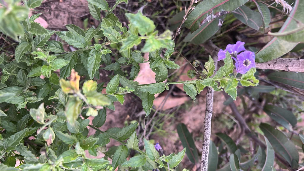 Solanum Xanti