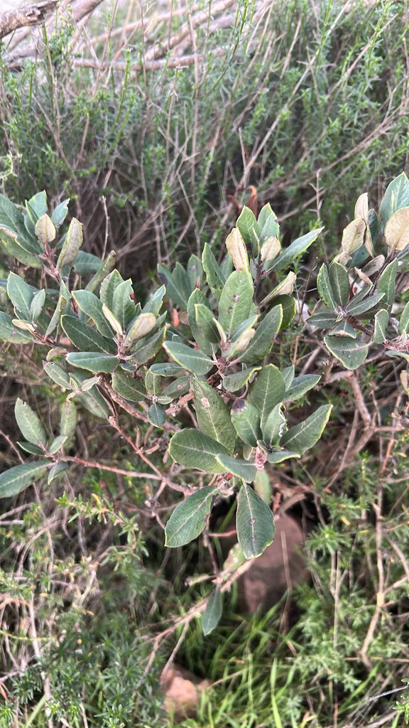 Xylococcus bicolor