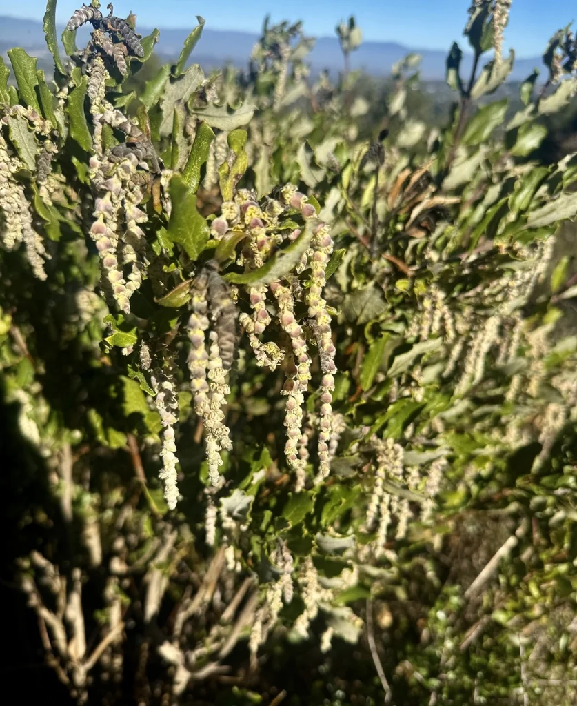 Garrya elliptica