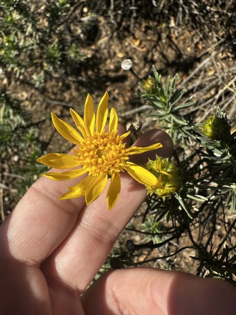 Ericameria Linearifolia