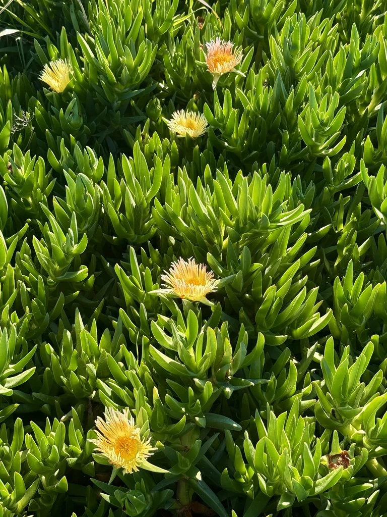 Carpobrotus Edulis