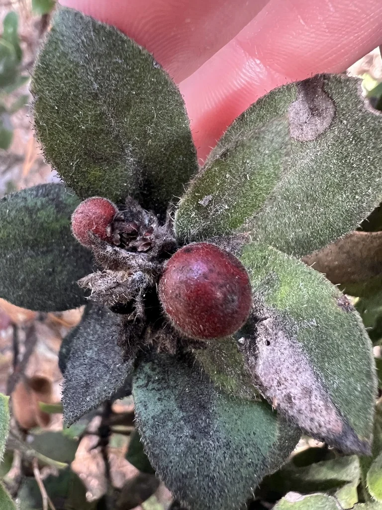 Arctostaphylos Tomentosa