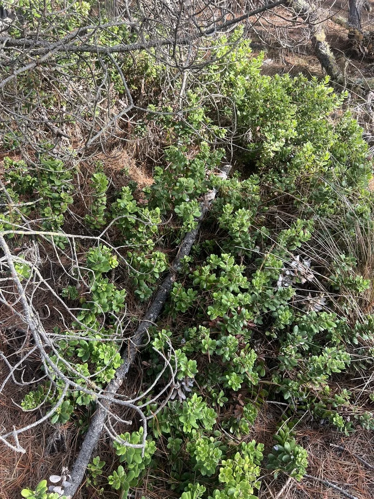 Arctostaphylos Tomentosa