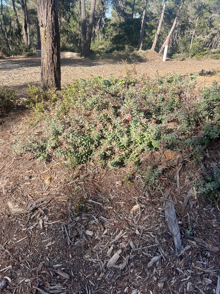 Arctostaphylos Tomentosa