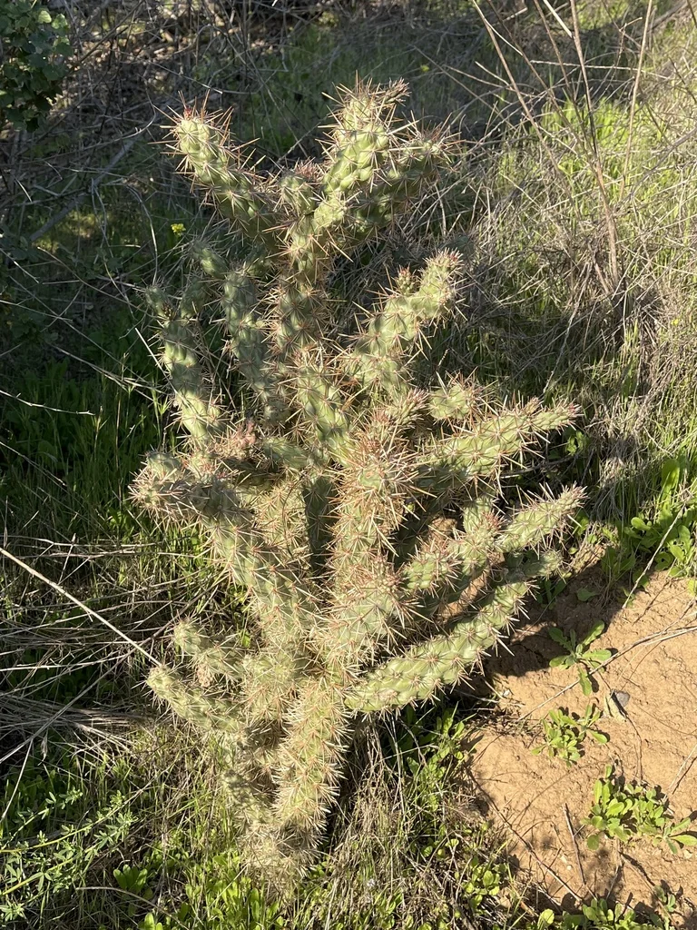 Cylindropuntia prolifera