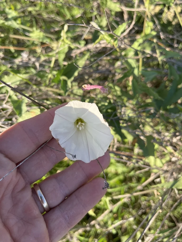 Calystegia Macrostegia
