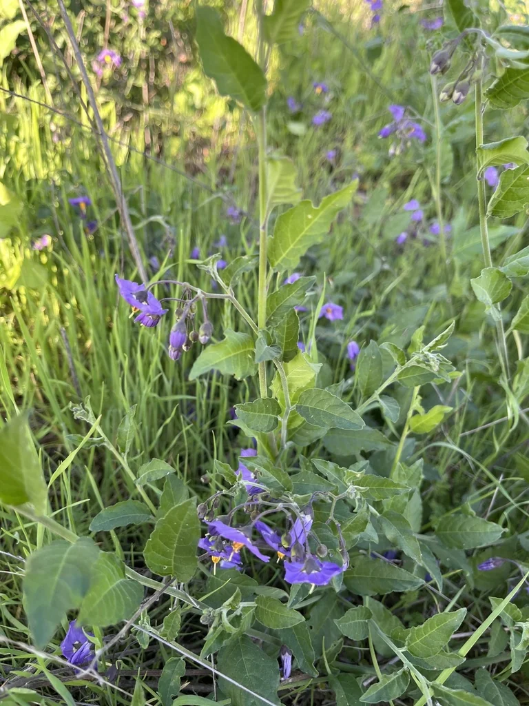 Solanum Xanti
