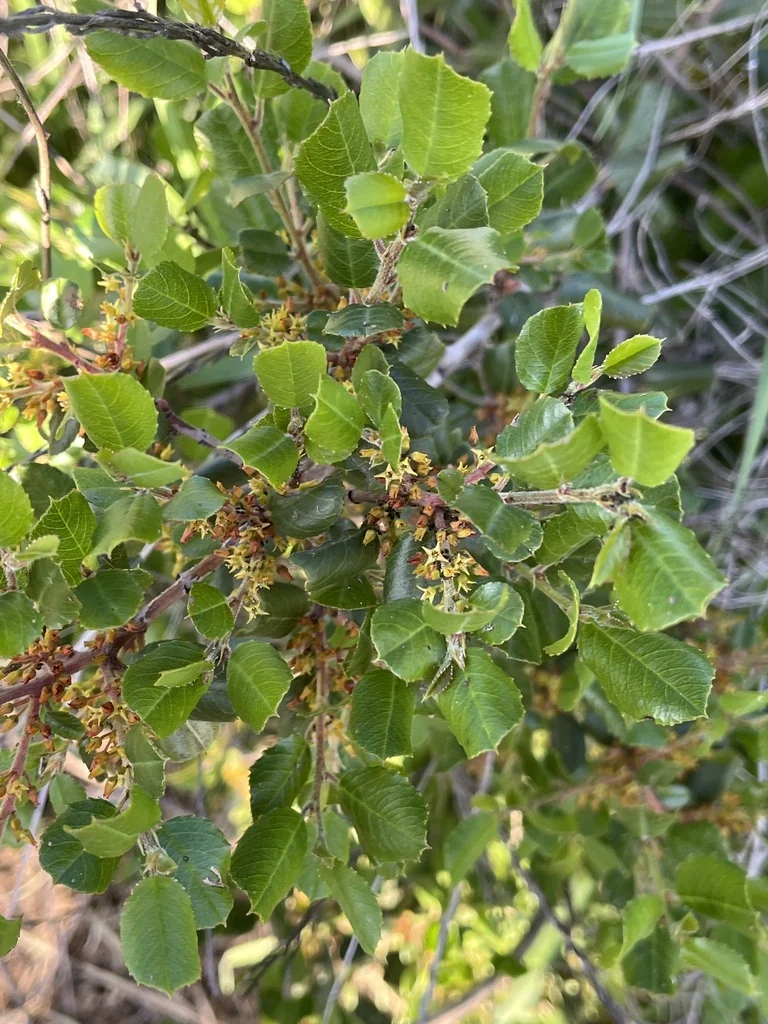 Rhamnus Ilicifolia