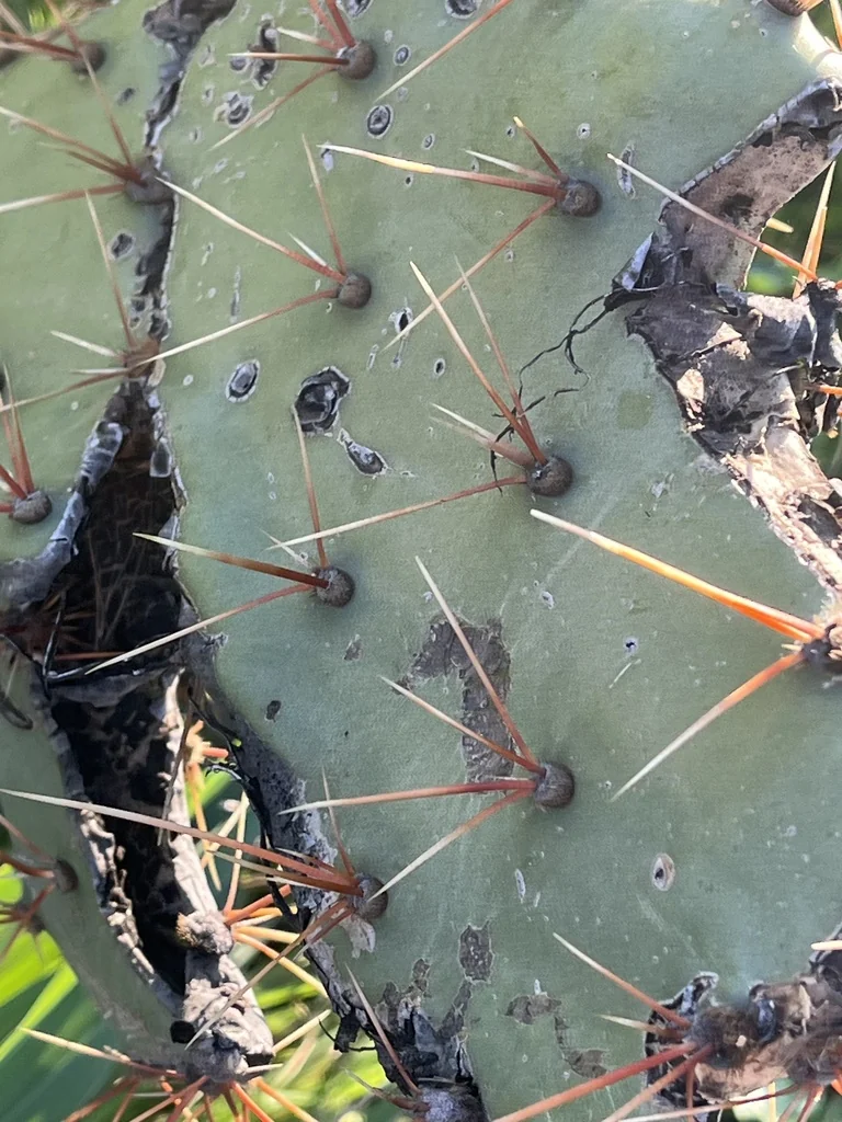 Opuntia Phaeacantha