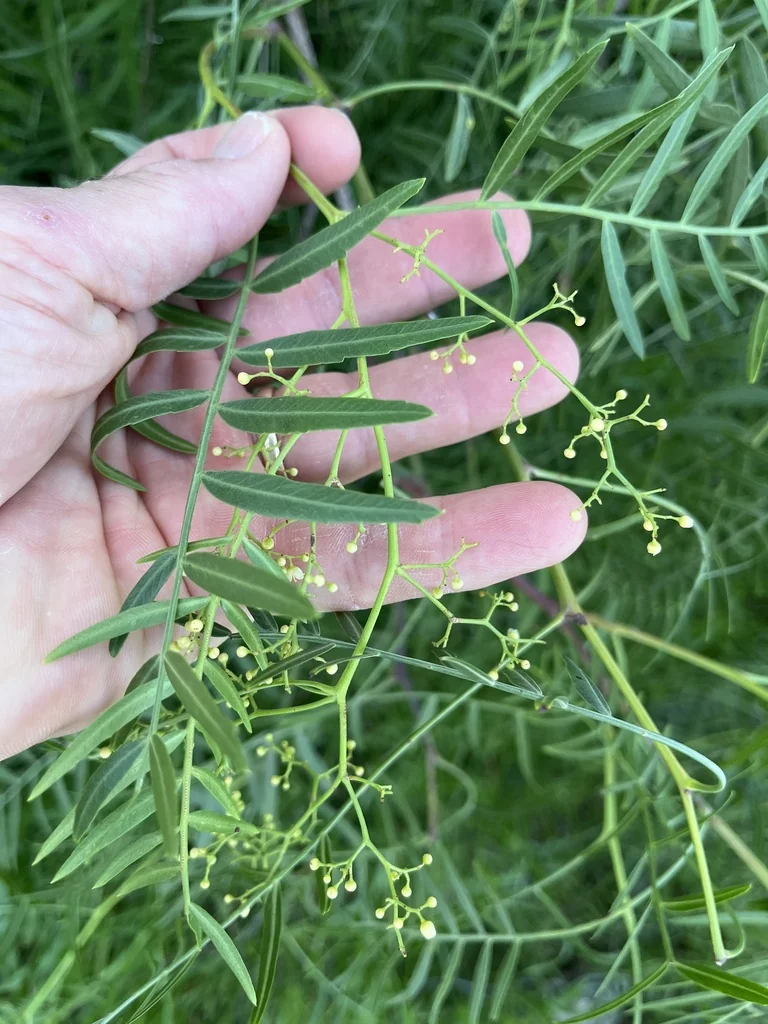 Schinus Molle